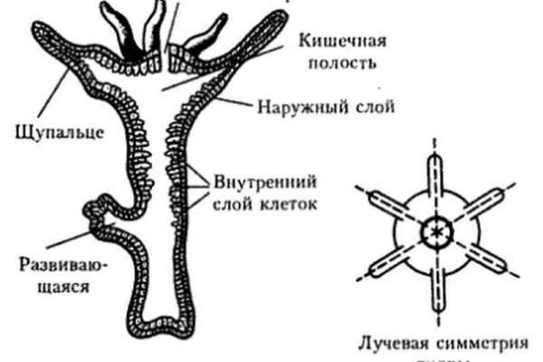 Kraken вход