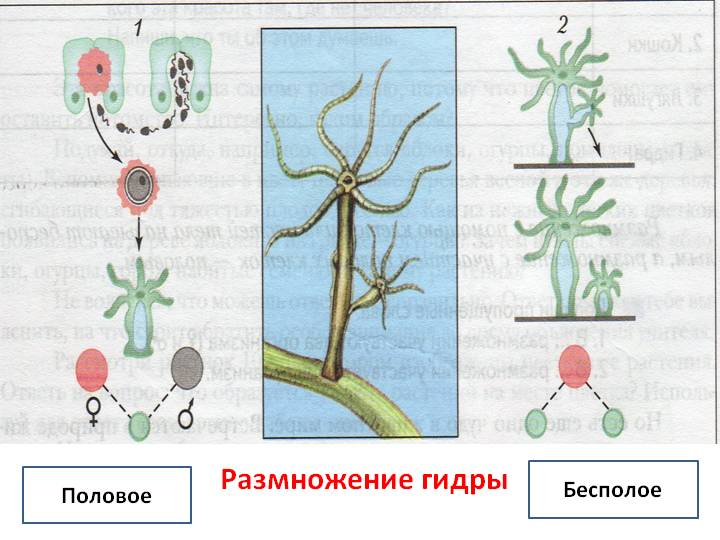 Кракен сайт 1kraken me официальный