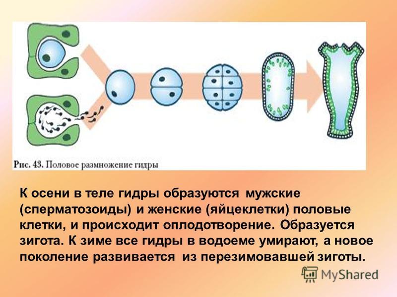 Кракен тор ссылка онион